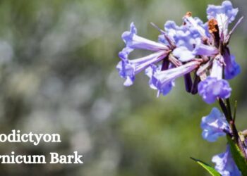 Eriodictyon californicum Bark